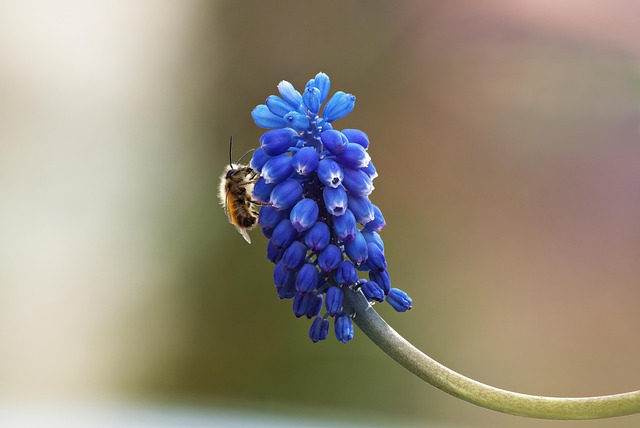 wedge of Irish blue cheese with bold blue green veining on dark slate with honey drizzle