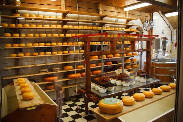 freshly pressed cheese wheels in traditional moulds being turned by hand on wooden draining table