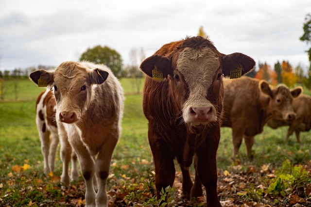 Jersey dairy cows grazing on lush green pasture with rolling hills and hedgerows in background