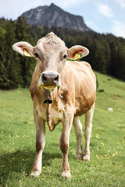 Roisin Brennan co-founder of Vinatrex managing farm operations standing in green pasture with dairy cows